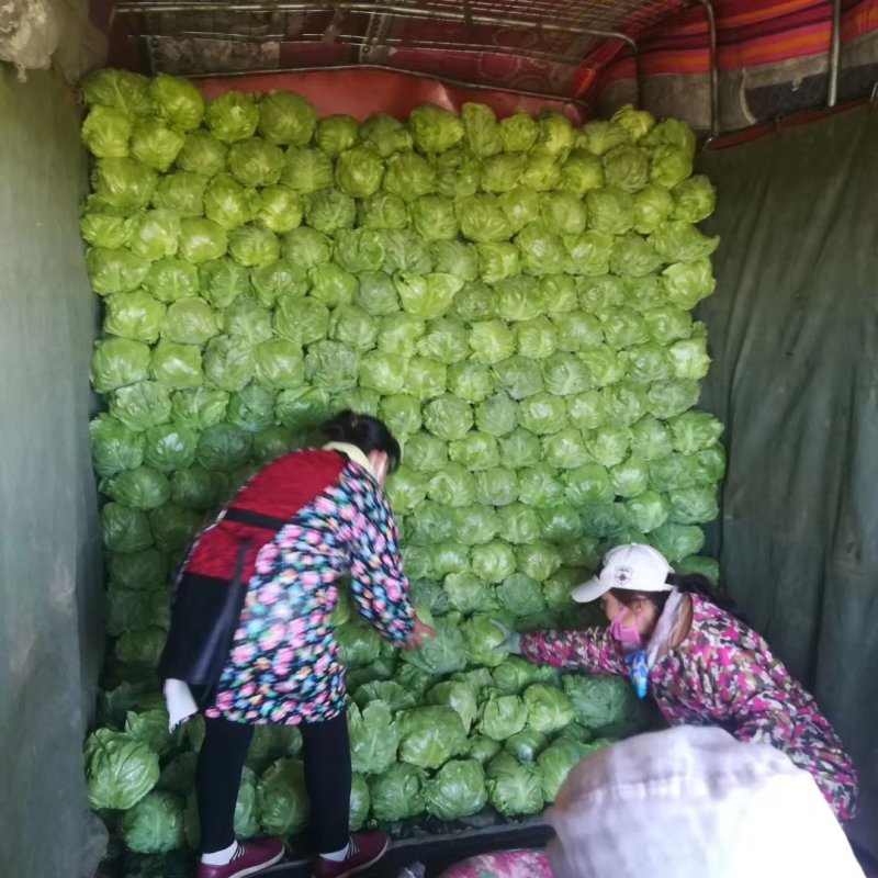 定州中甘系列甘蓝上市中，明星，中甘系列甘蓝