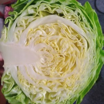 定州中甘系列甘蓝上市中，明星，中甘系列甘蓝