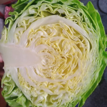 定州中甘系列甘蓝上市中，明星，中甘系列甘蓝