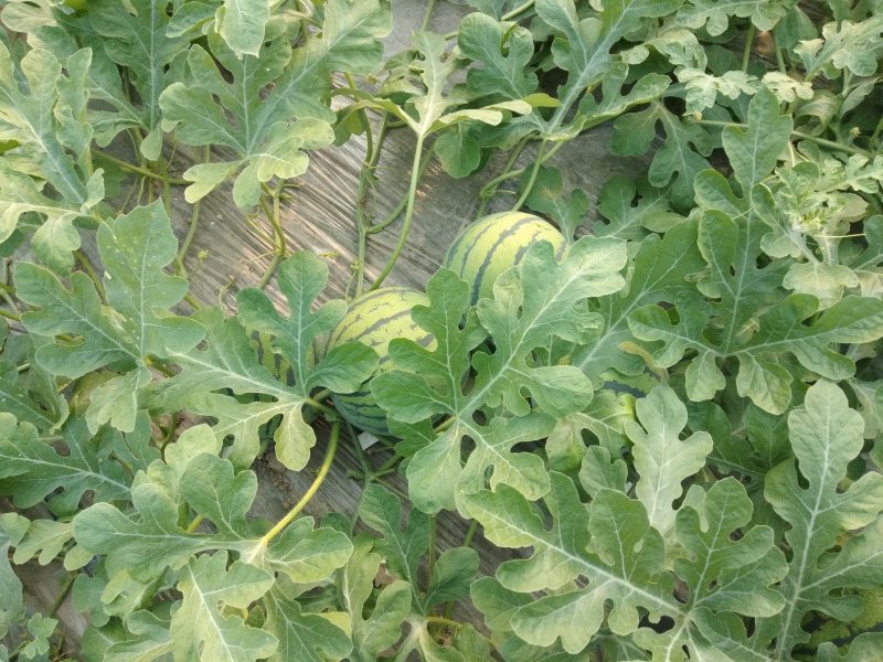 江苏西瓜，美都，家年华，8424头茬惊欣