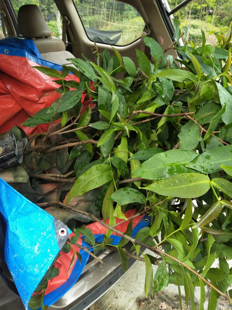 莲雾果树苗(大称砣)0.6米高左右中杯苗次年可结果