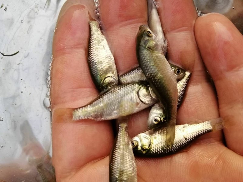 鲫鱼苗中科三号鲫鱼巨鲫鱼淡水鱼苗活体鱼苗