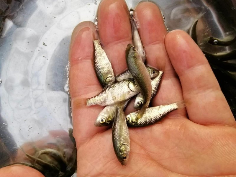 鲫鱼苗中科三号鲫鱼巨鲫鱼淡水鱼苗活体鱼苗