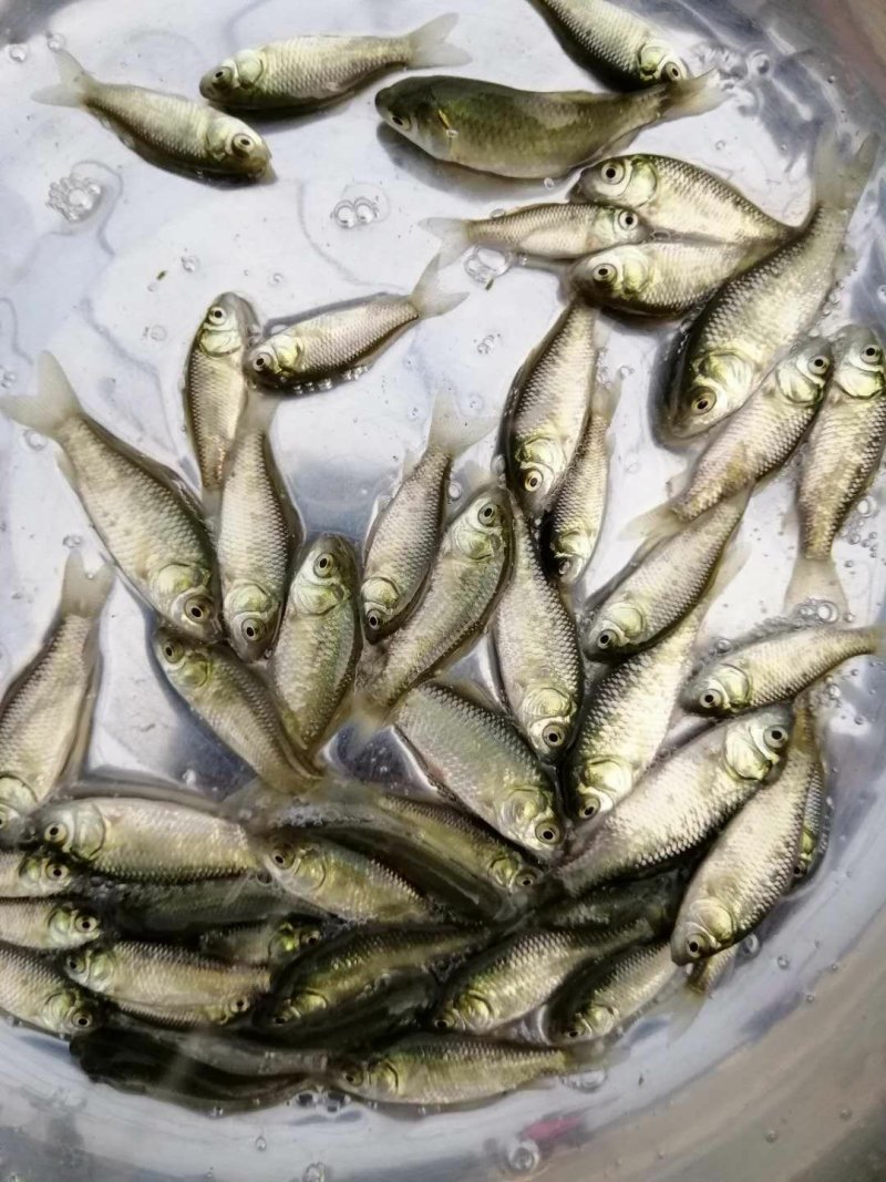 鲫鱼苗中科三号鲫鱼巨鲫鱼淡水鱼苗活体鱼苗
