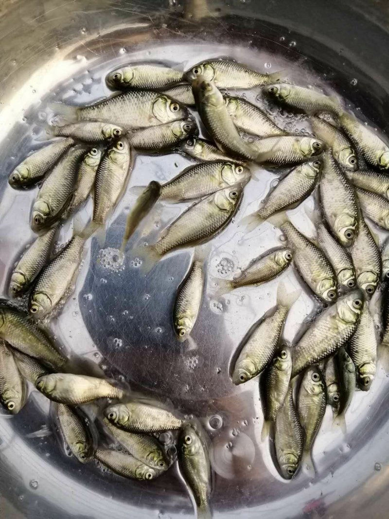 鲫鱼苗中科三号鲫鱼巨鲫鱼淡水鱼苗活体鱼苗