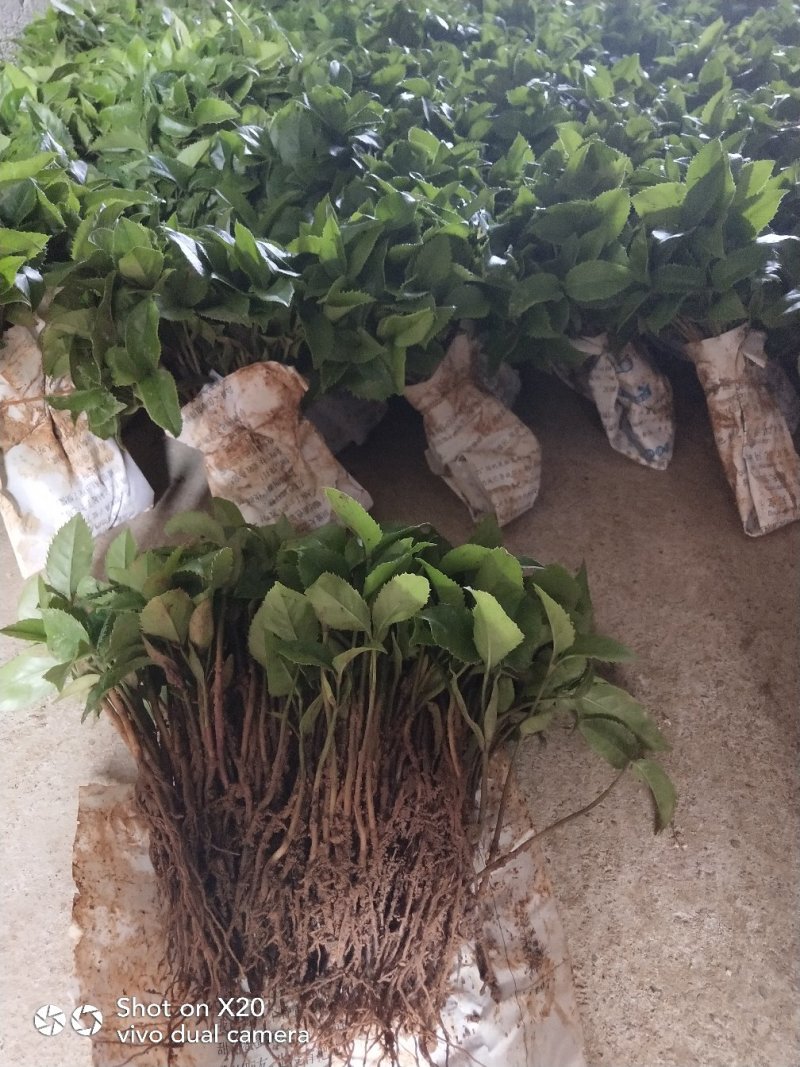 金桂桂花苗，可绿化，可盆栽
