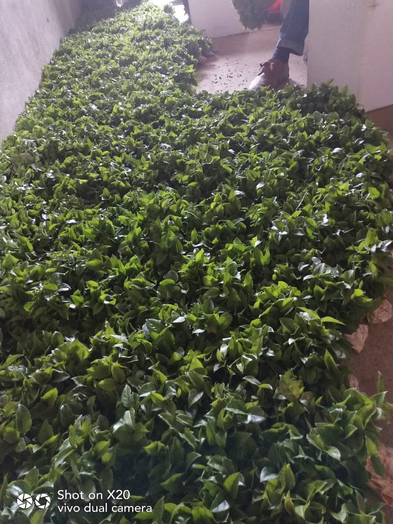 金桂桂花苗，可绿化，可盆栽