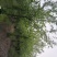 秤砣树秤锤树捷克木5-6-7-8公分苗圃大量供应