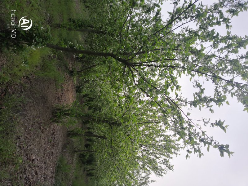 秤砣树秤锤树捷克木5-6-7-8公分苗圃大量供应