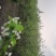 秤砣树秤锤树捷克木5-6-7-8公分苗圃大量供应