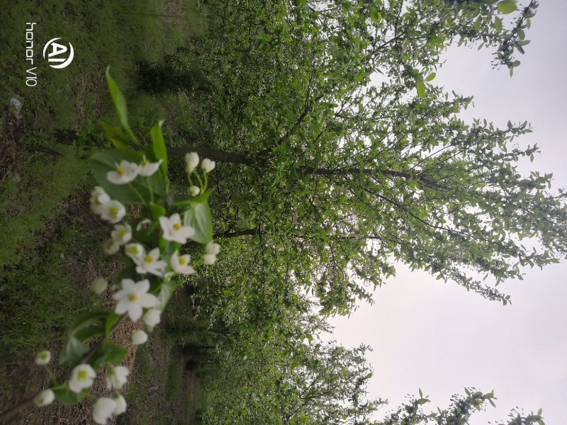 秤砣树秤锤树捷克木5-6-7-8公分苗圃大量供应