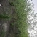 秤砣树秤锤树捷克木5-6-7-8公分苗圃大量供应