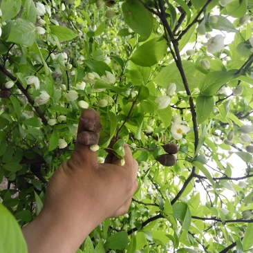 秤砣树秤锤树捷克木5-6-7-8公分苗圃大量供应