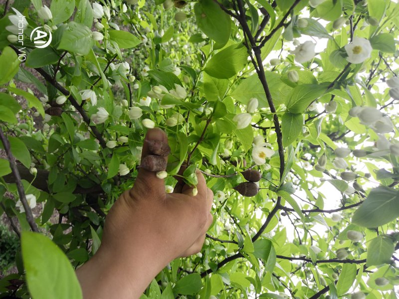 秤砣树秤锤树捷克木5-6-7-8公分苗圃大量供应