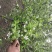 秤砣树秤锤树捷克木5-6-7-8公分苗圃大量供应