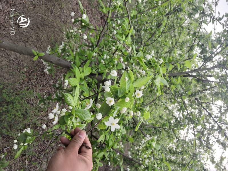 秤砣树秤锤树捷克木5-6-7-8公分苗圃大量供应