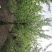 秤砣树秤锤树捷克木5-6-7-8公分苗圃大量供应