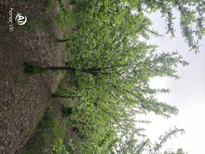 秤砣树秤锤树捷克木5-6-7-8公分苗圃大量供应