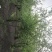 秤砣树秤锤树捷克木5-6-7-8公分苗圃大量供应