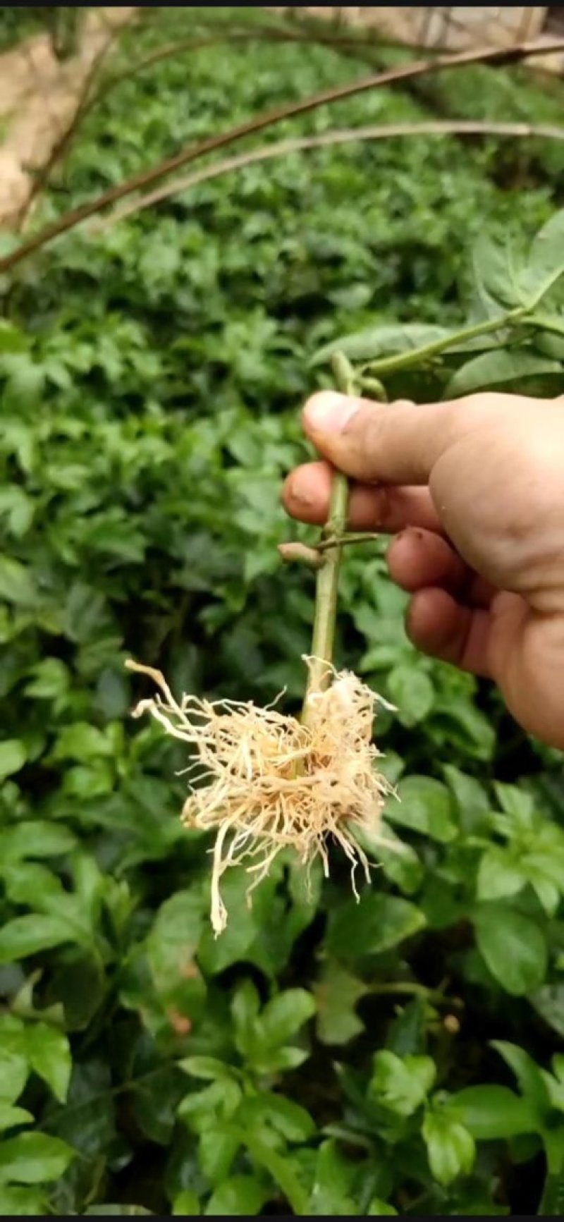 紫香1号百香果苗20~30cm