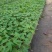 木瓜树苗20~30cm