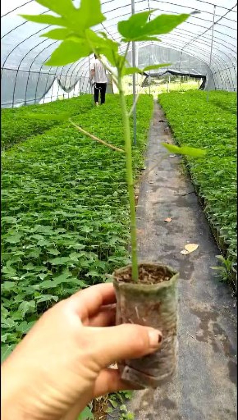 木瓜树苗20~30cm