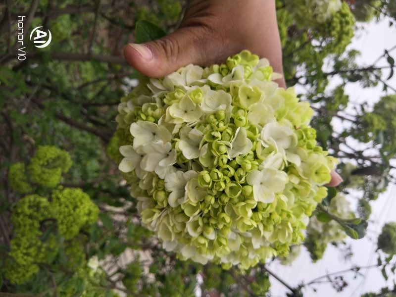 斗球大花斗球中华木绣球麻叶绣球八仙花草本植物多色可选