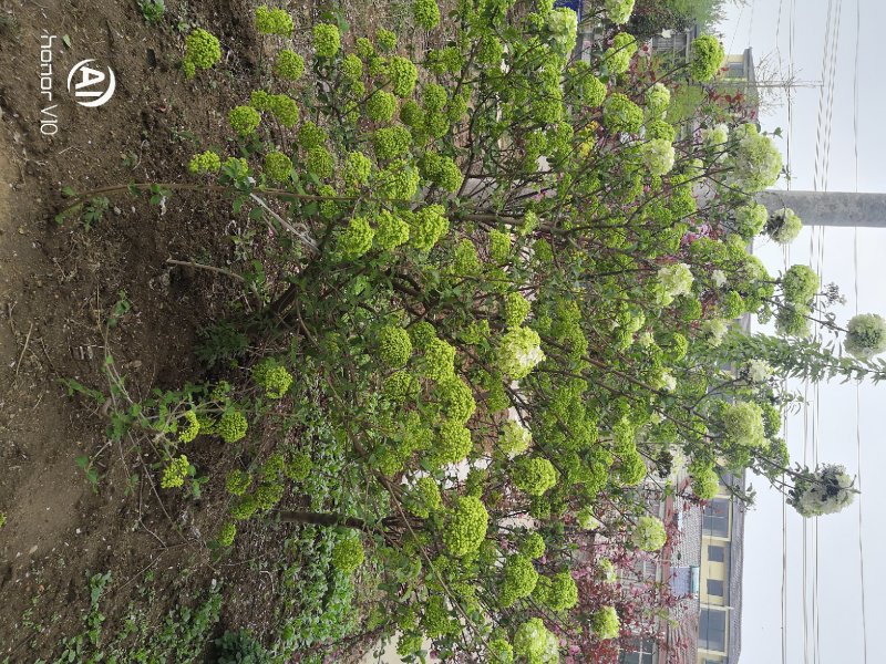 斗球大花斗球中华木绣球麻叶绣球八仙花草本植物多色可选
