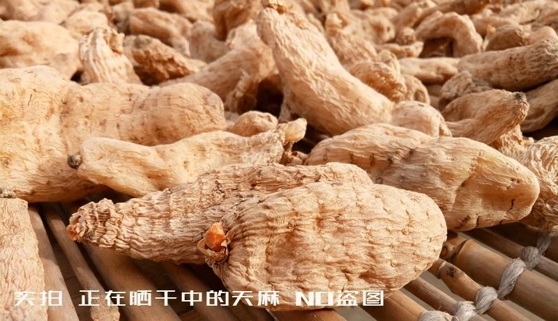 包邮秦岭林下纯野乌红天麻药效浓色靓货干老店【代磨粉切片】