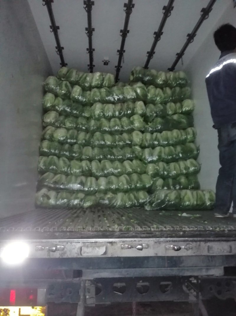 河南黄心大白菜3一5斤产地直供全国发货，可视频看货