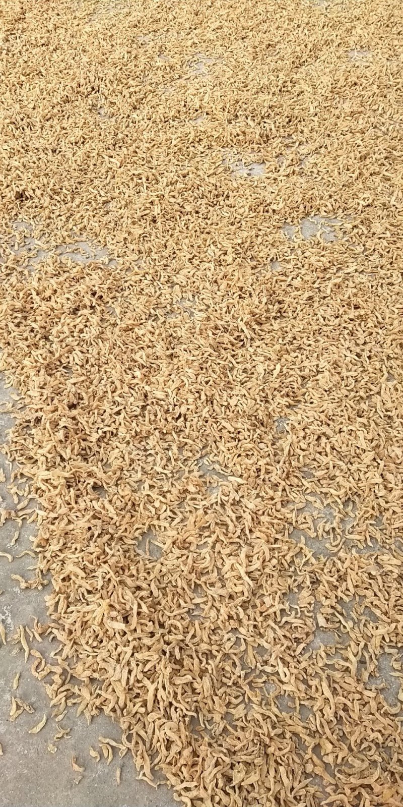 包邮自然环境生长小干天麻籽小金麻籽颜色靓货干形短