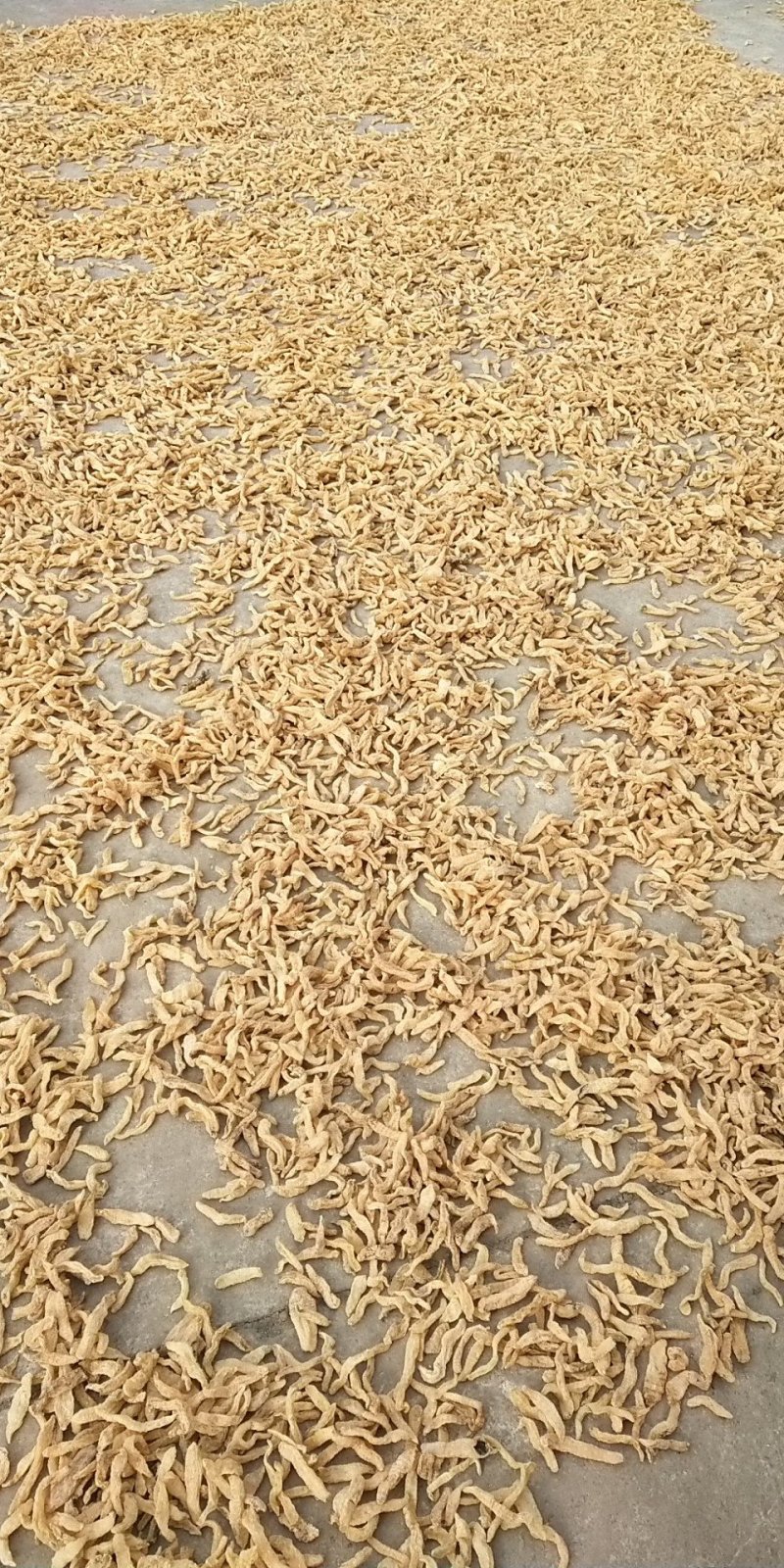 包邮自然环境生长小干天麻籽小金麻籽颜色靓货干形短