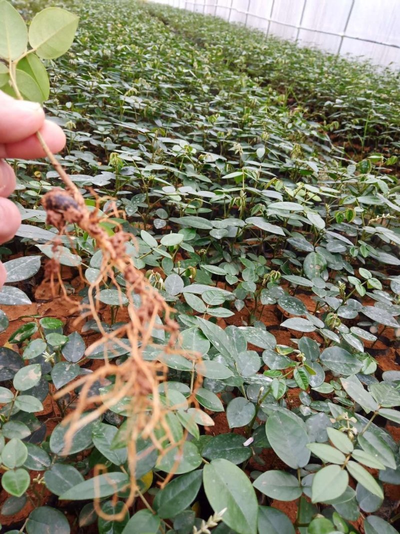 山豆根优质苗无病害成活率百分之九十九