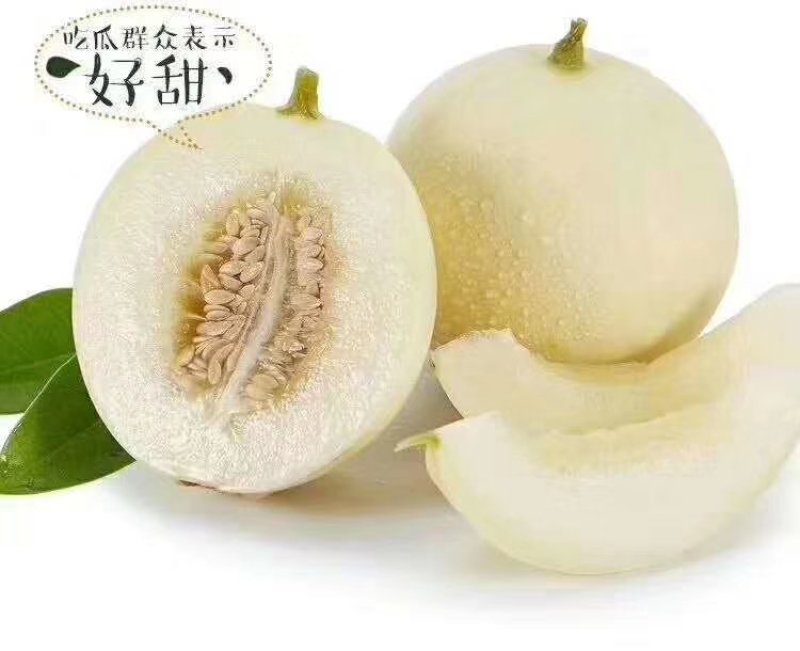 阎良甜瓜脆甜脆甜