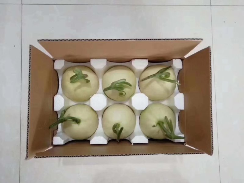 阎良甜瓜脆甜脆甜