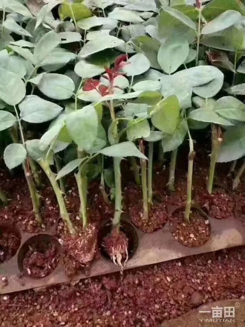 月季花苗闪耀多色月季花色独特颜色鲜艳