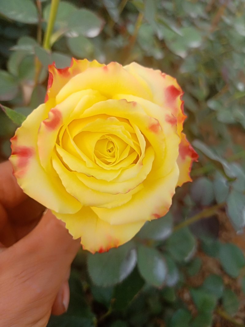 月季花苗闪耀多色月季花色独特颜色鲜艳