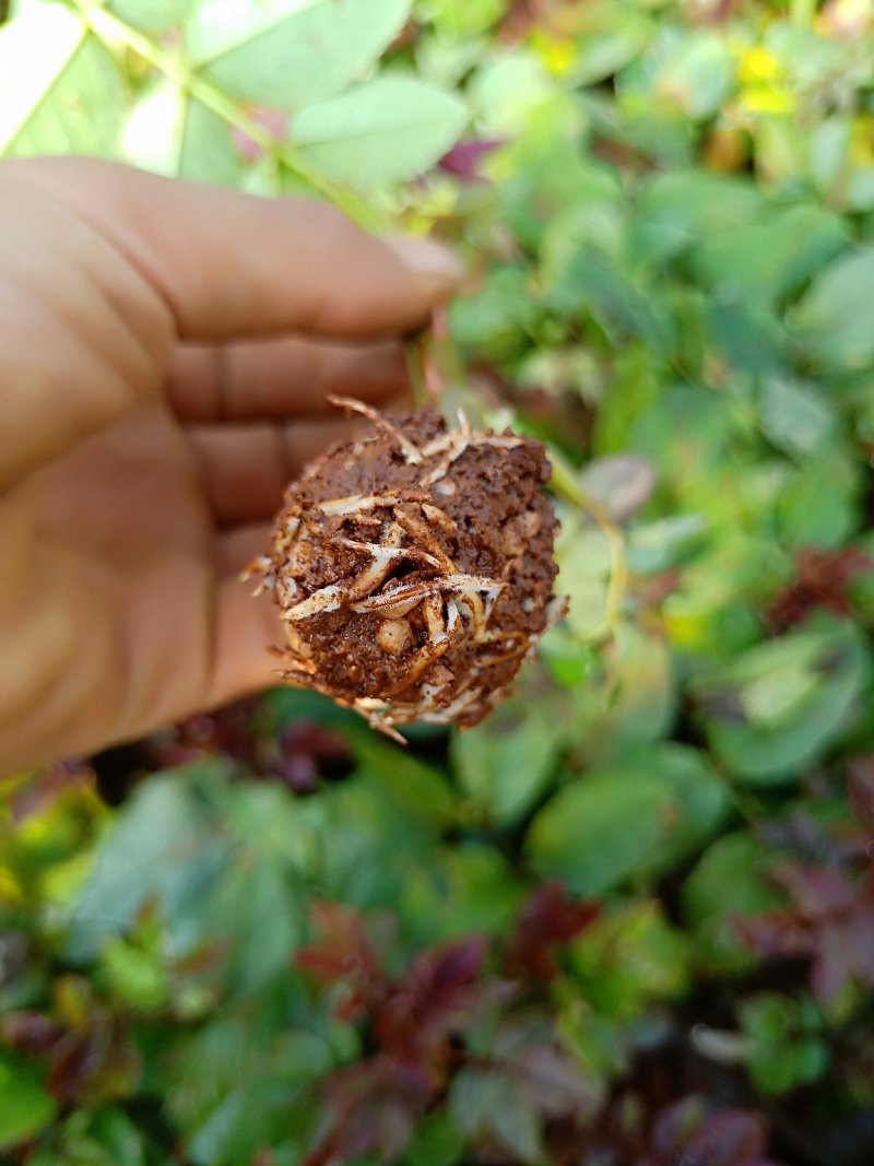 月季花苗闪耀多色月季花色独特颜色鲜艳