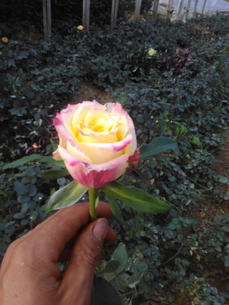 月季花苗闪耀多色月季花色独特颜色鲜艳