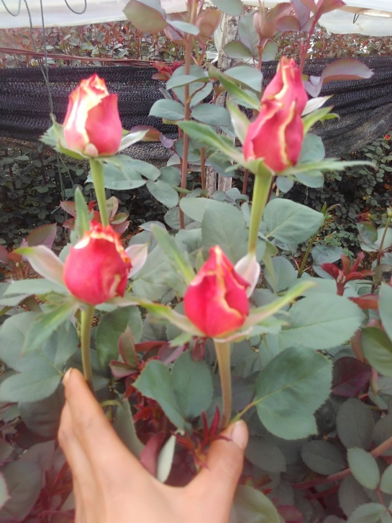 月季花苗闪耀多色月季花色独特颜色鲜艳