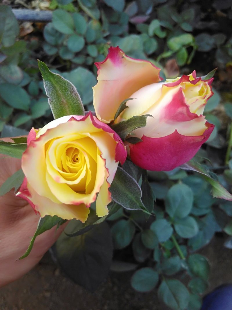 月季花苗闪耀多色月季花色独特颜色鲜艳