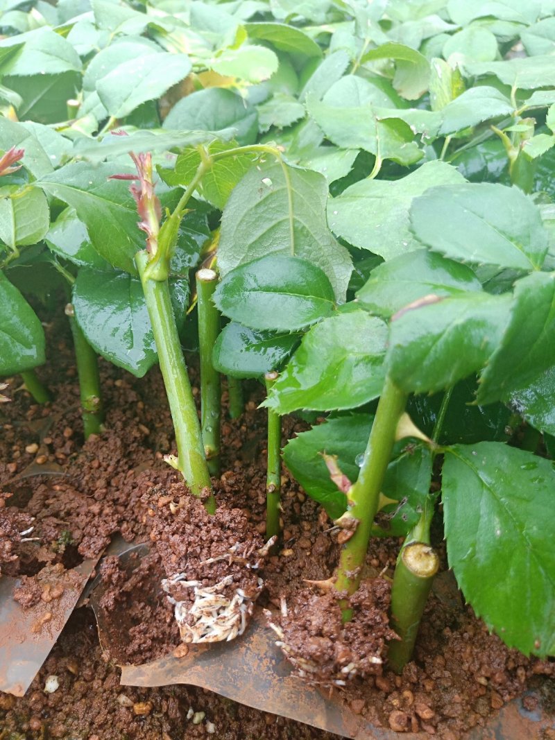 月季花苗闪耀多色月季花色独特颜色鲜艳