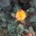 月季花苗闪耀多色月季花色独特颜色鲜艳