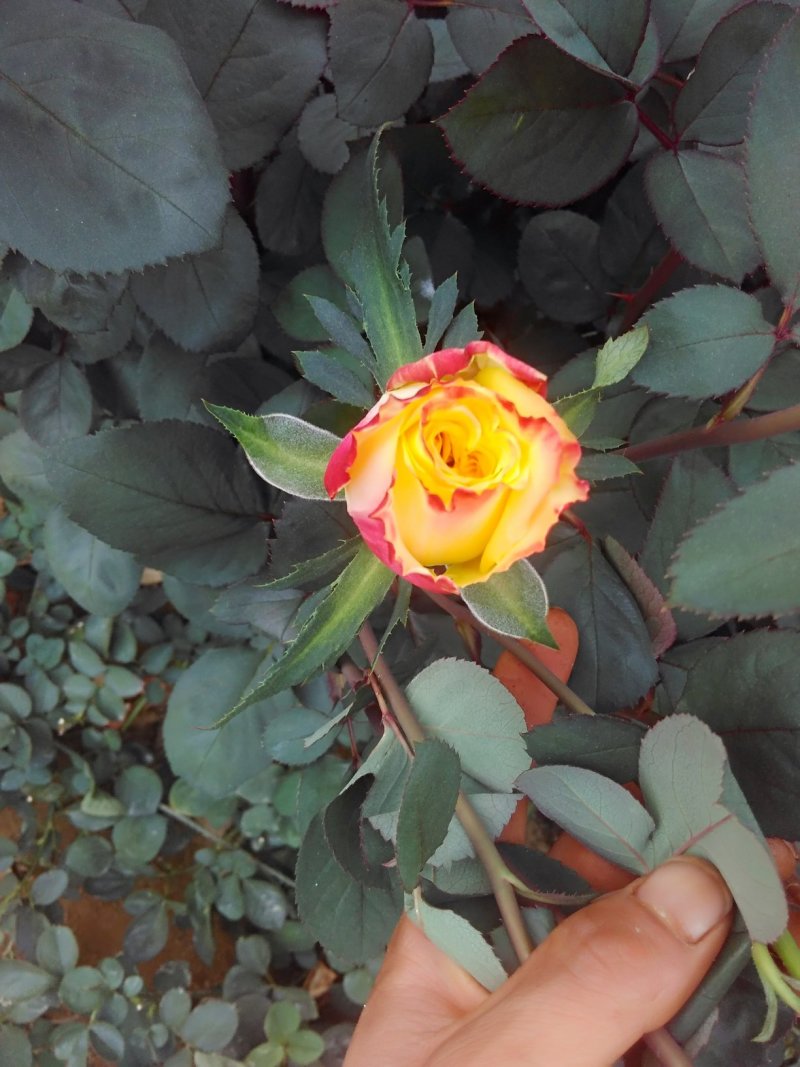 月季花苗闪耀多色月季花色独特颜色鲜艳