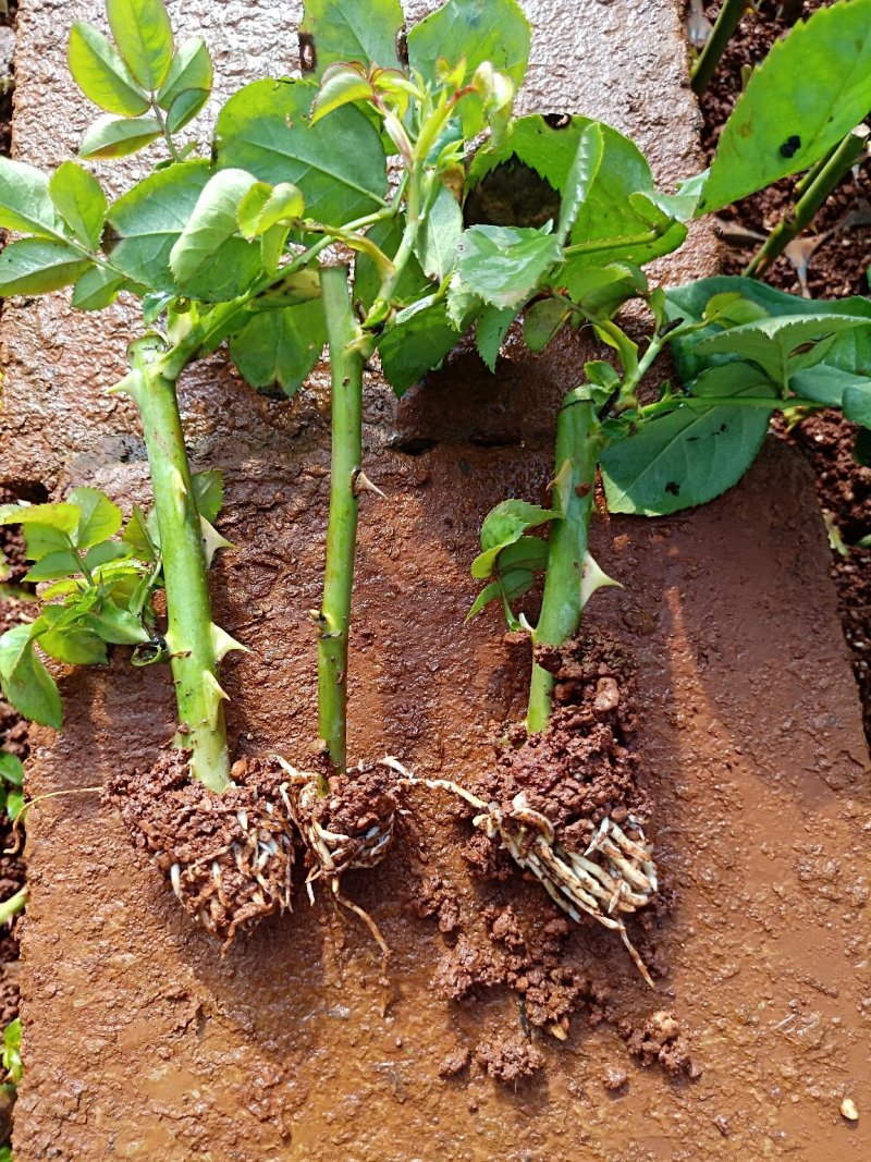 月季花苗闪耀多色月季花色独特颜色鲜艳