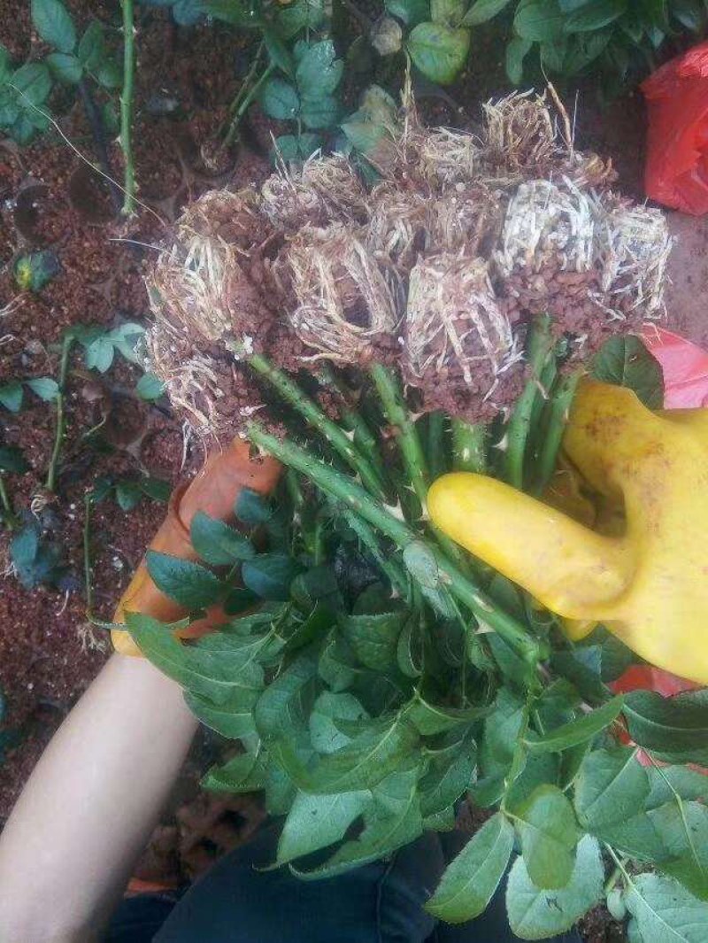 月季苗流星雨云南昆明花卉基地直发