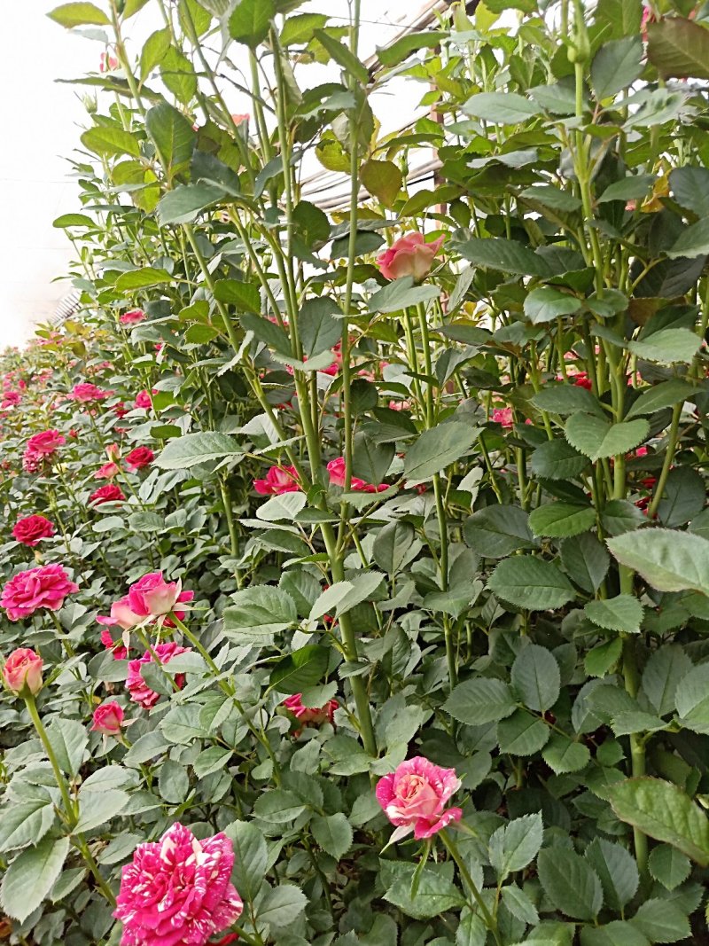 月季苗流星雨云南昆明花卉基地直发