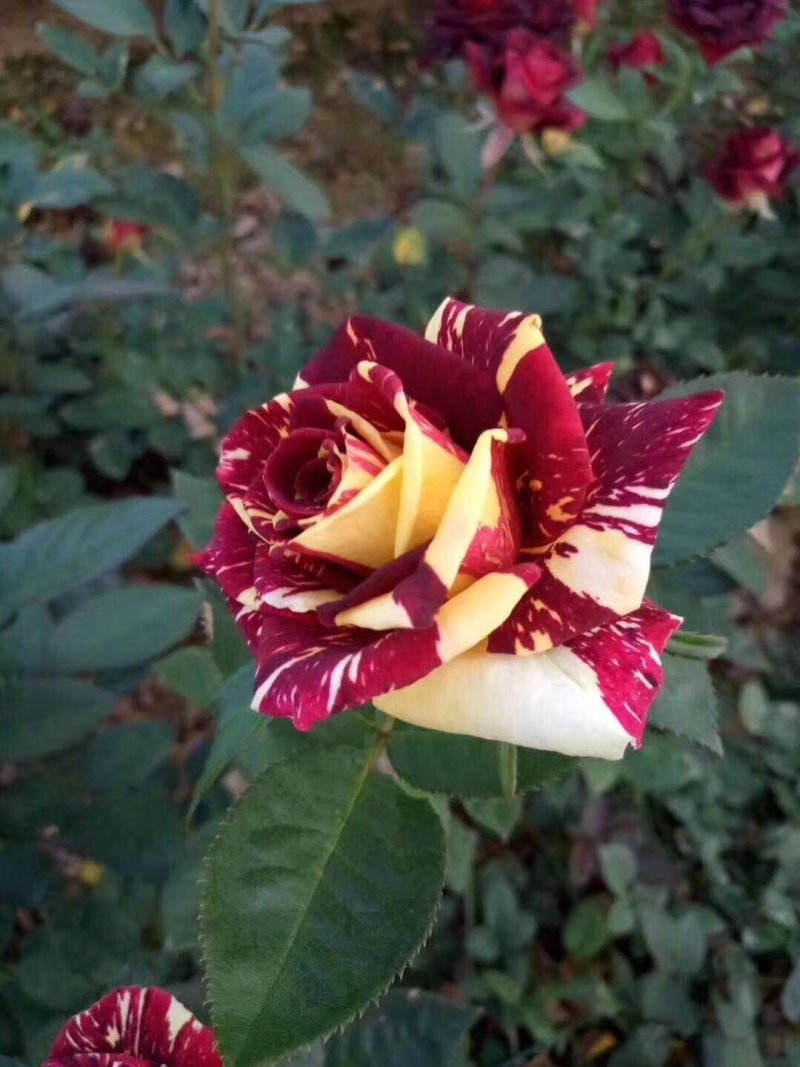 月季苗流星雨云南昆明花卉基地直发