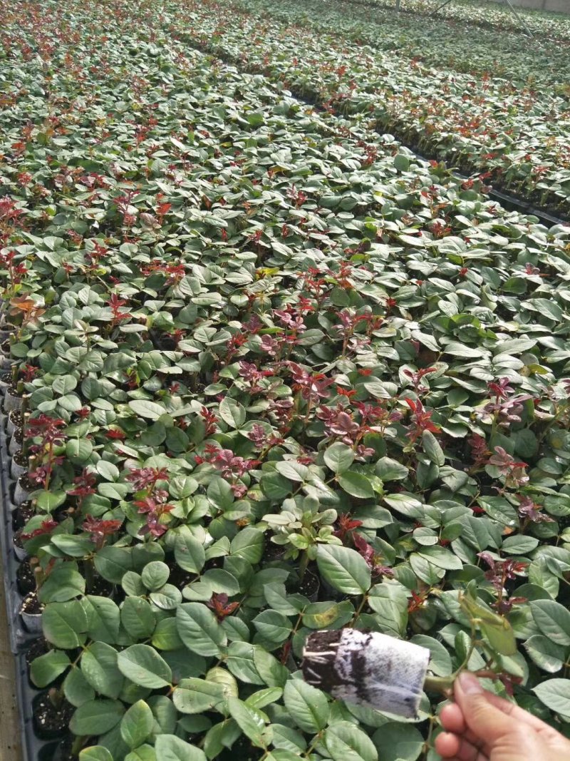 月季苗流星雨云南昆明花卉基地直发