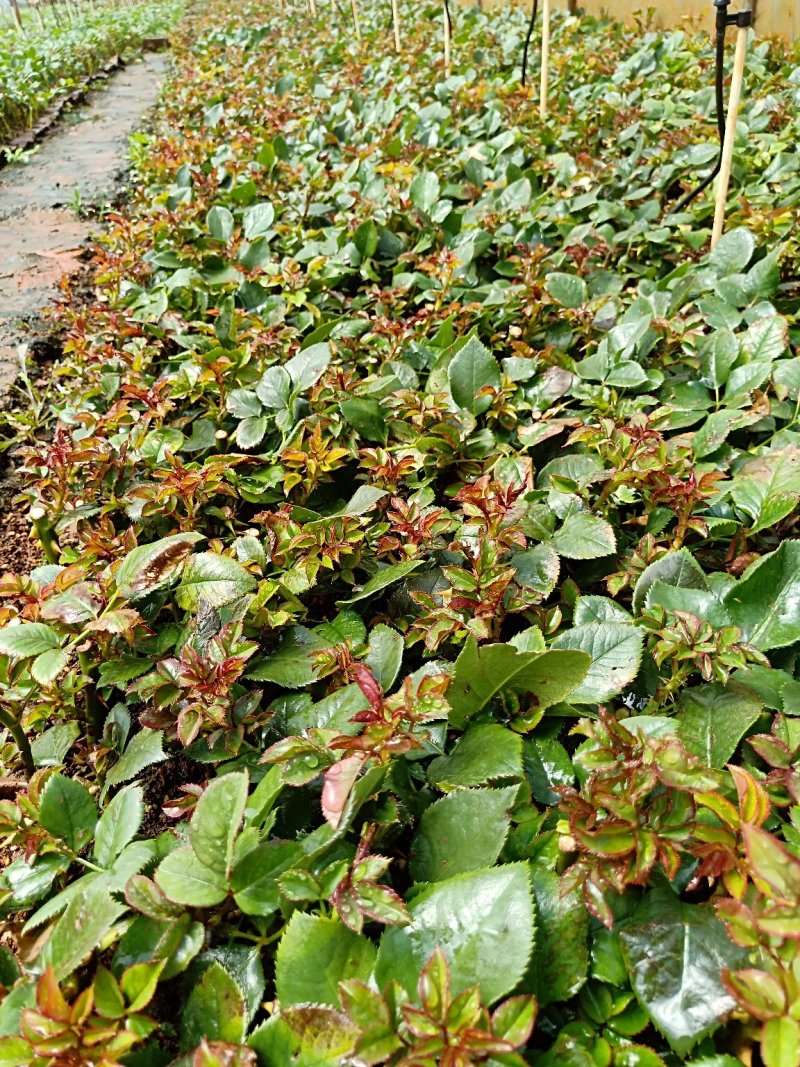 月季苗流星雨云南昆明花卉基地直发